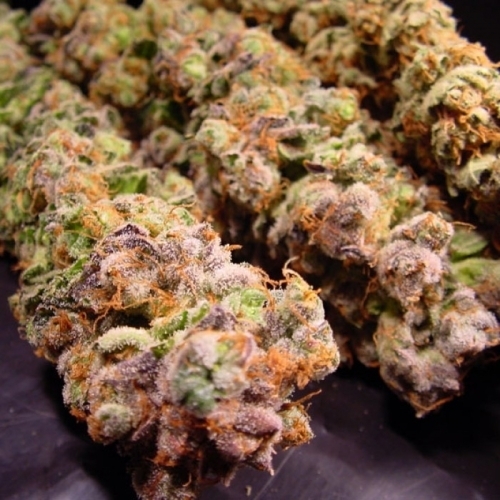 Durga Mata cannabis seeds – Resistant to Pests – Fruity – Relaxing – image 2 from Seed City