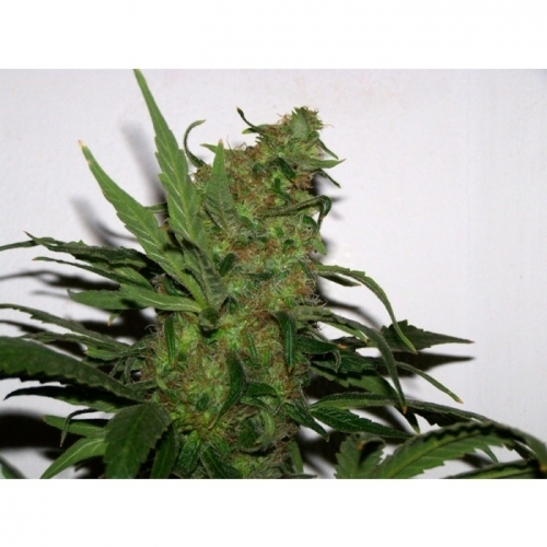 Durga Mata cannabis seeds – Fruity – Suited for indoor growing – Resistant to Pests – image 3 from Seed City