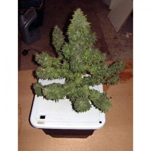 Durga Mata cannabis seeds – Resistant to Pests – Fruity – Guaranteed female plants – image 4 from Seed City