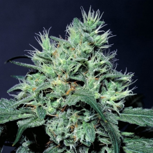 High Yielding – Orange – Middle of October – Dutch Dragon strain – image 2 – from Paradise Seeds via Seed City
