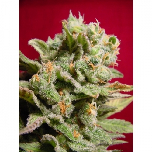 Image 3 of Dutch Dragon cannabis by Paradise Seeds – Relaxing – Feminized – Suited for indoor growing – Seed City