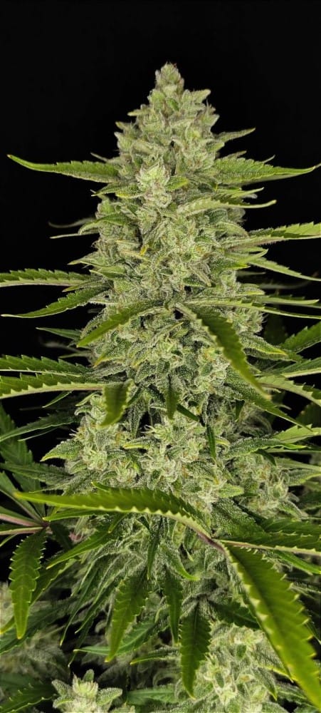 Papaya Cookies Auto cannabis seeds – Super Strength – Auto-Flowering – Fruity – image 5 from Seed City