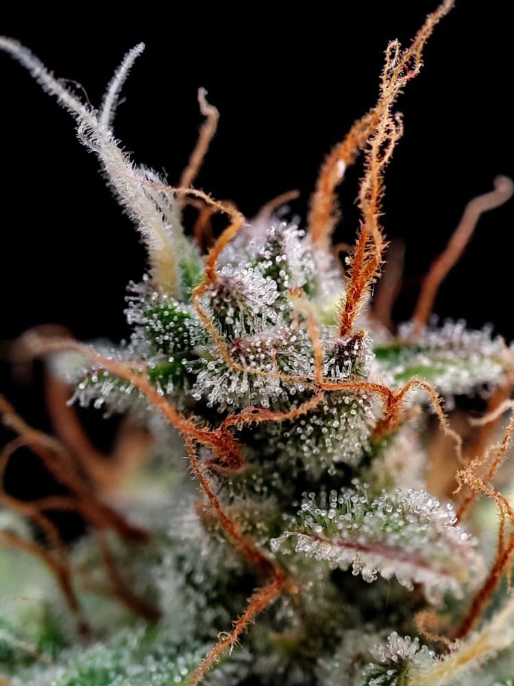 Guava Auto by FastBuds – Sweet – Super Strength – Resistant to Pests – image 10 – Seed City