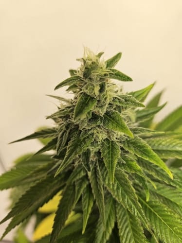 Toad Venom Auto by ElevenThirty Genetics – Earthy – Good for outdoor grow – The End of October – image 4 – Seed City