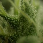 Early Durban by Seedsman Seeds – Regular – Indoor – Sativa-leaning – image 2 – Seed City