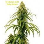 Early Durban by Seedsman Seeds – Indoor – Beginning of October – Anise – image 3 – Seed City