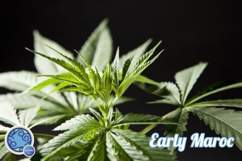 Image 3 of Early Maroc cannabis by Philosopher Seeds – Mostly Indica – Feminized – Tall (140cm plus) – Seed City