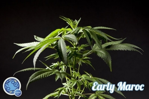 Early Maroc by Philosopher Seeds – Feminized – Fruity – Mostly Indica – image 2 – Seed City