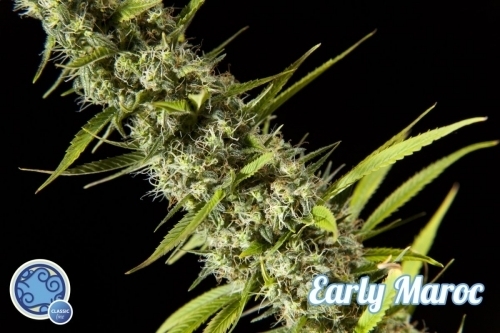 Image 4 of Early Maroc cannabis by Philosopher Seeds – Fruity – Tall (140cm plus) – Good for outdoor grow – Seed City
