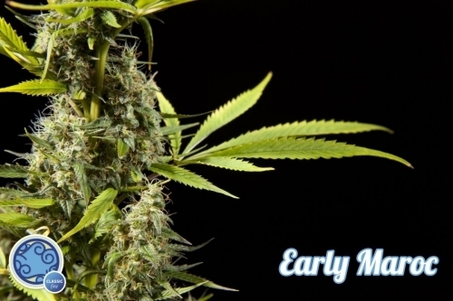 Early Maroc from Philosopher Seeds