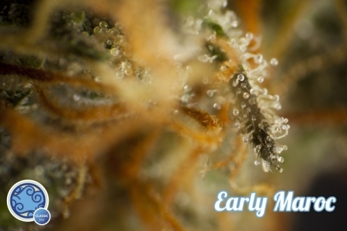 showing 12/12 Photoperiod – Beginning of September – Euphoric – image 5 – Seed City