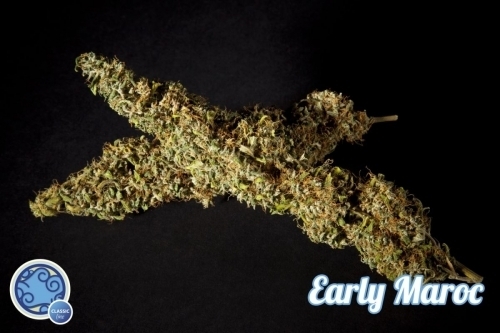 Early Maroc from Philosopher Seeds