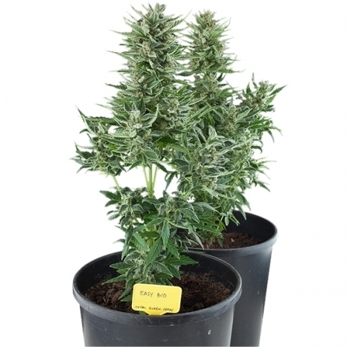 showing Greenhouse – Short (up to 80cm) – Mostly Indica – image 2 – Seed City