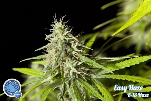 Easy Haze by Philosopher Seeds – Beginning of October – Super Strength – 12/12 Photoperiod – image 2 – Seed City
