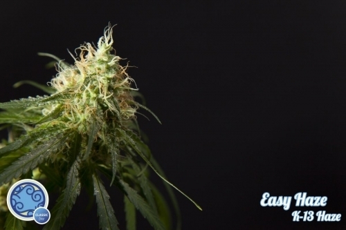Easy Haze from Philosopher Seeds