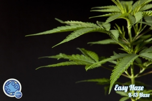 showing Large yield – Super Strength – Sativa Dominant – image 3 – Seed City