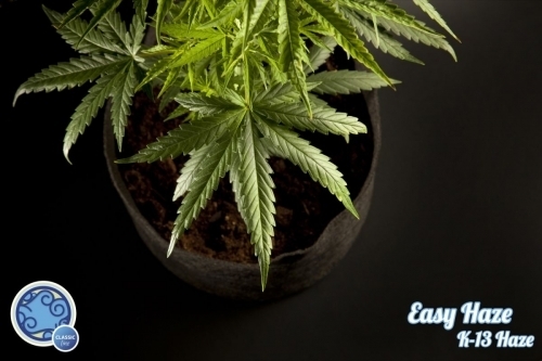 Psychedelic – Large yield – Indoor – Easy Haze strain – image 4 – from Philosopher Seeds via Seed City