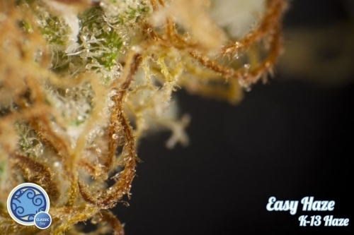 Super Strength – Indoor – 12/12 Photoperiod – Easy Haze strain – image 5 – from Philosopher Seeds via Seed City