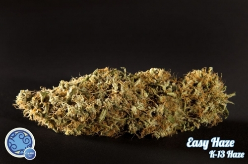 Image 6 of Easy Haze cannabis by Philosopher Seeds – Beginning of October – Indoor – Super Strength – Seed City