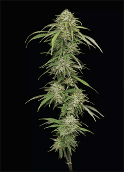 Ed Rosenthal’s Super High Life by Humboldt Seed Company – Sweet – Stress Relief – Female seeds – image 2 – Seed City