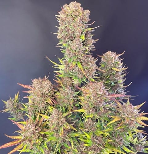 Lemon Cherry Cookies Auto by FastBuds – Auto-Flowering – Sweet – Indica Dominant – image 9 – Seed City