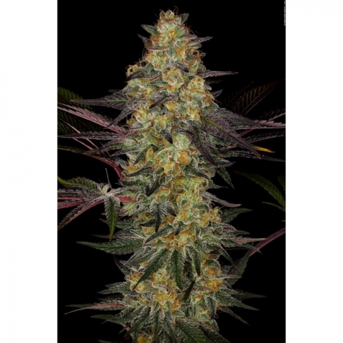 Image 2 of El Dorado OG cannabis by Paradise Seeds – 12/12 Photoperiod – Sweet – Indica Dominant – Seed City