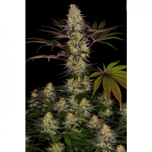 El Dorado OG cannabis seeds – Super Strength – Indica Dominant – Sweet – image 3 from Seed City