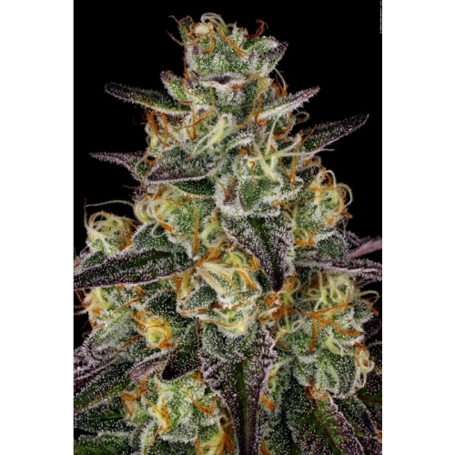 Female seeds – Outdoor – Sweet – El Dorado OG strain – image 4 – from Paradise Seeds via Seed City