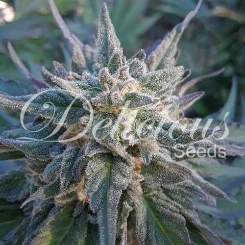 Eleven Roses from Delicious Seeds