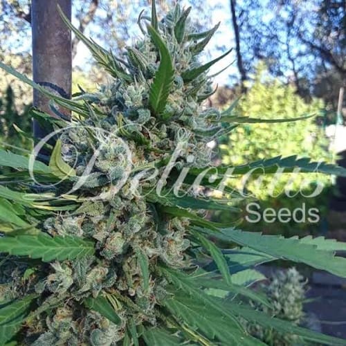showing Narcotic – Feminized – Super Strength – image 2 – Seed City