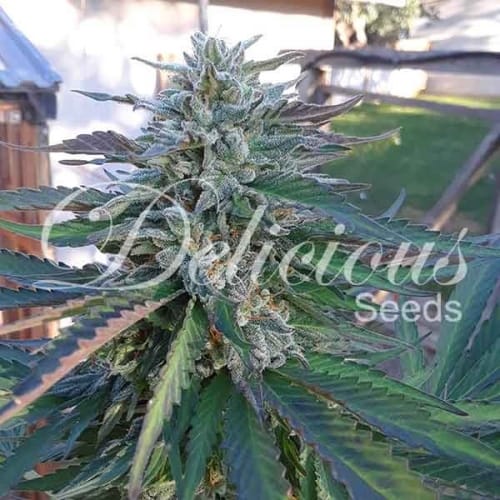12/12 Photoperiod – Large yield – Super Strength – Eleven Roses strain – image 3 – from Delicious Seeds via Seed City