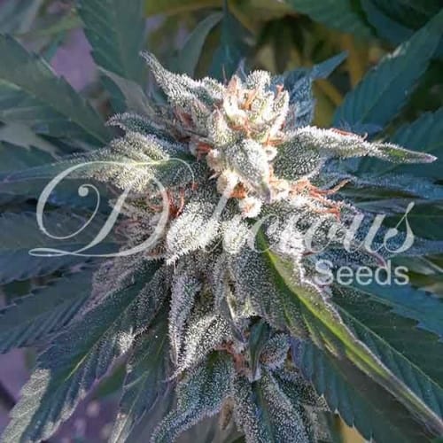 Eleven Roses cannabis seeds – Indica – Middle of September – Suited for indoor growing – image 4 from Seed City