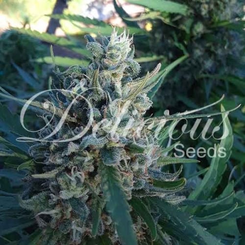 Feminized – Indica – 12/12 Photoperiod – Eleven Roses strain – image 5 – from Delicious Seeds via Seed City