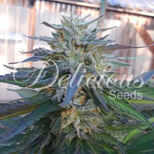 Eleven Roses cannabis seeds – Resistant to Mould – Sweet – Suited for indoor growing – image 6 from Seed City
