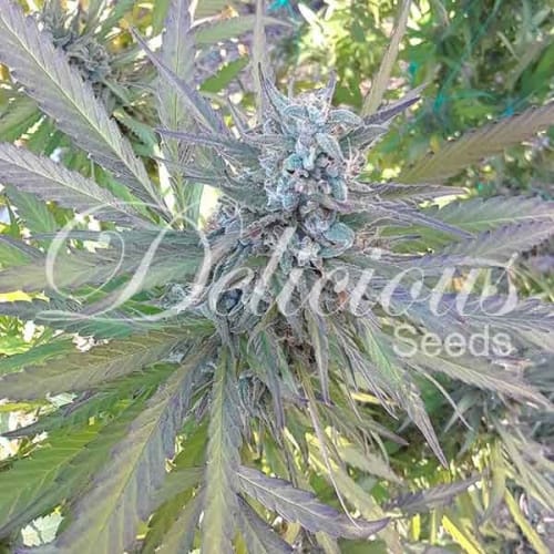 Eleven Roses from Delicious Seeds