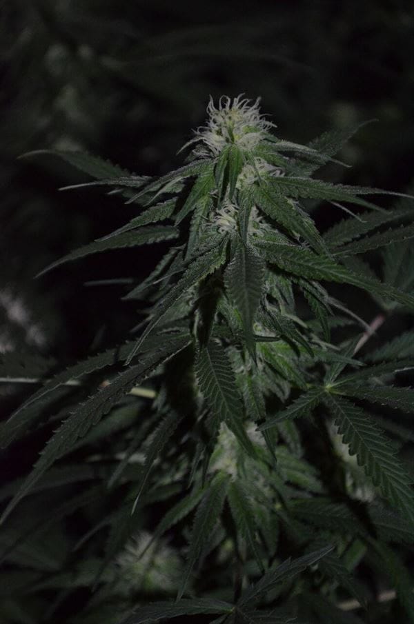 Sativa Dominant – Indoor – Relaxing – Banana Mass strain – image 2 – from Emerald Triangle Seeds via Seed City