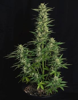 Body Stone – Indoor – Feminized – Epsilon F1 Auto strain – image 2 – from Royal Queen Seeds via Seed City