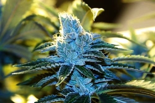 showing Super Strength – Greenhouse – Indica-heavy – image 14 – Seed City