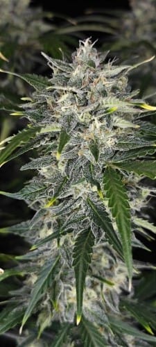 Sour Jealousy Auto by FastBuds – Super Strength – Floral – Euphoric – image 6 – Seed City