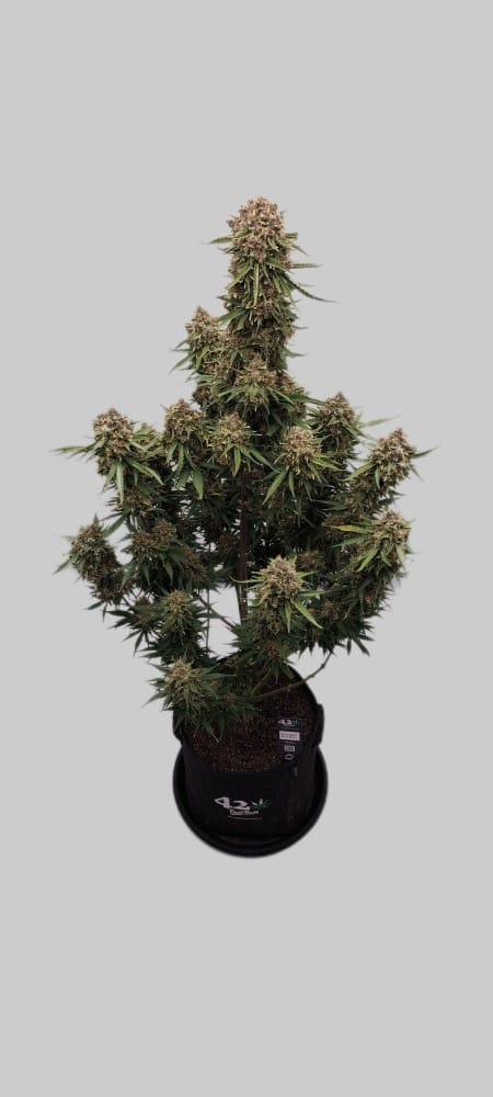 Guava Auto cannabis seeds – Guaranteed female plants – Super Strength – Sweet – image 8 from Seed City