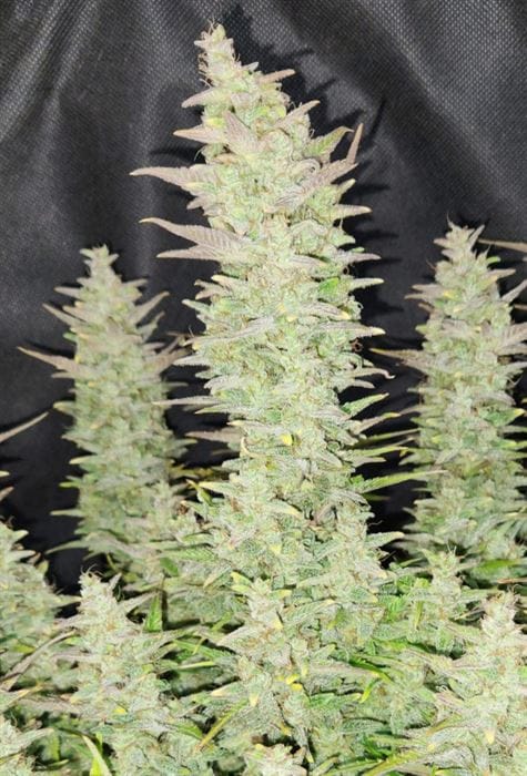 Sweet – Indoor – Auto-Flowering – Guava Auto strain – image 12 – from FastBuds via Seed City