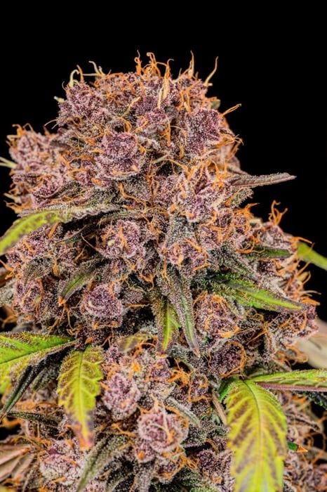 Happy – Auto-Flowering – Super Strength – Lemon Cherry Cookies Auto strain – image 7 – from FastBuds via Seed City
