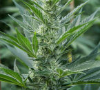 Image 2 of Far Out cannabis by Mandala Seeds – Outdoor – Resistant to Mould – Mostly Sativa – Seed City