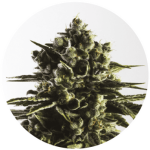 Fat Caramel Auto by Yieldmonger Seeds – Tall (140cm plus) – Auto-Flowering – Outdoor – image 2 – Seed City