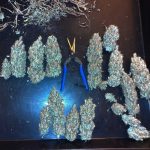 Filipina Queen by True Canna Genetics – Outdoor – Fruity – Regular – image 2 – Seed City