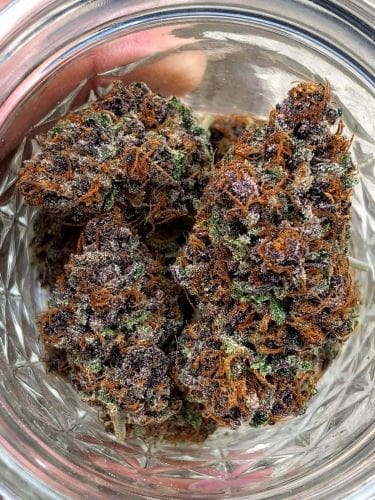 Forbidden Fruit Fast Flowering by Humboldt Seed Organisation – Feminized – Lemon – Indica Dominant – image 2 – Seed City