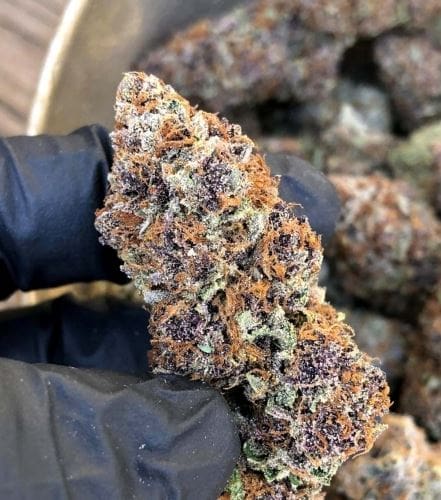 Forbidden Fruit Fast Flowering cannabis – image 3 – Seed City