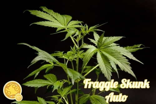 showing Social – Auto-Flowering – Resistant to Disease – image 1 – Seed City