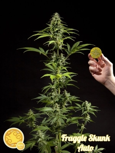 Fraggle Skunk Auto by Philosopher Seeds – Auto-Flowering – Resistant to Disease – Social – image 2 – Seed City