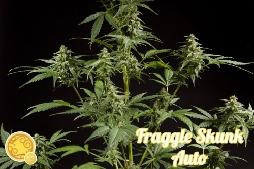 Fraggle Skunk Auto by Philosopher Seeds – Social – Sweet – Outdoor – image 3 – Seed City